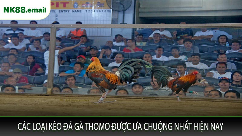 Các Loại Kèo Đá Gà Thomo Được Ưa Chuộng Nhất Hiện Nay