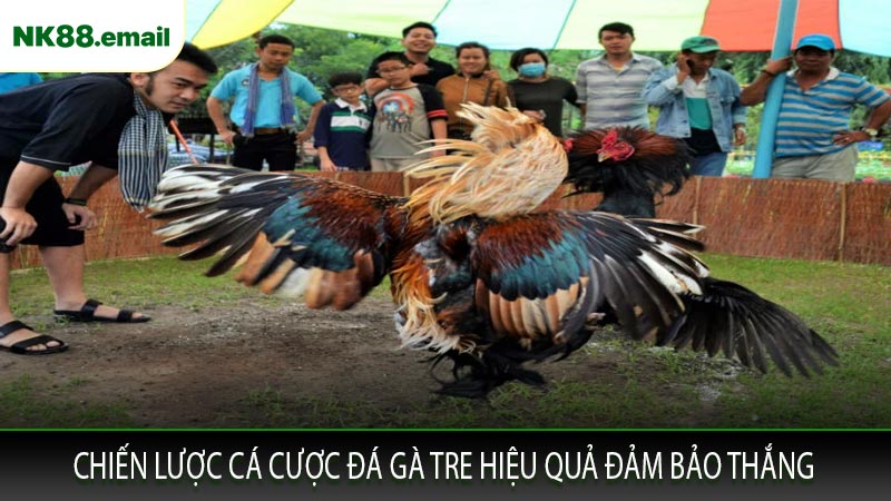 Chiến Lược Cá Cược Đá Gà Tre Hiệu Quả Đảm Bảo Thắng