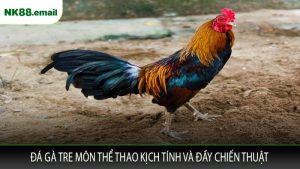 Đá Gà Tre Môn Thể Thao Kịch Tính Và Đầy Chiến Thuật