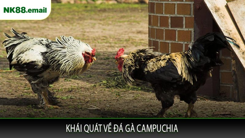 Khái quát về đá gà Campuchia