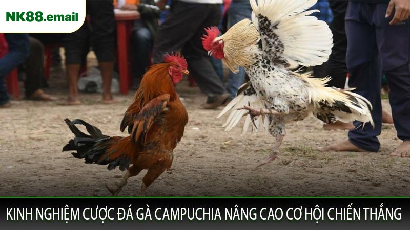 Kinh nghiệm cược đá gà Campuchia nâng cao cơ hội chiến thắng