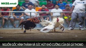 Nguồn Gốc Hình Thành và Sức Hút Khó Cưỡng Của Đá Gà Thomo