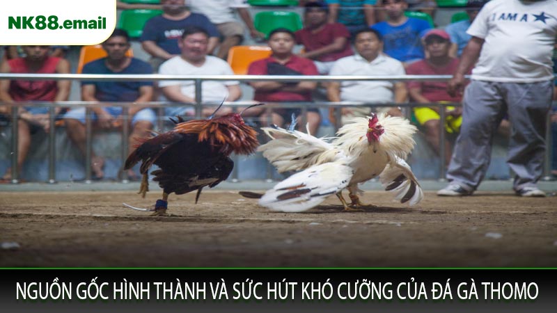 Nguồn Gốc Hình Thành và Sức Hút Khó Cưỡng Của Đá Gà Thomo